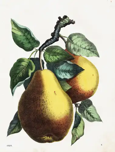 (Birnen / pears) - pear Birne pear tree Birnenbaum / Botanik botanical botany / Obst fruit / Pomologie
