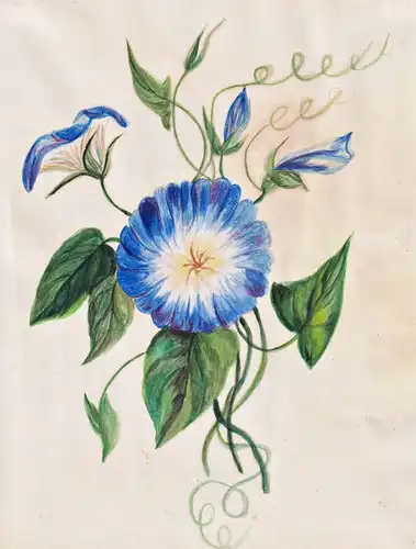 (Morning glory) - Trichterwinde / Blumen flowers / Botanik botanical botany
