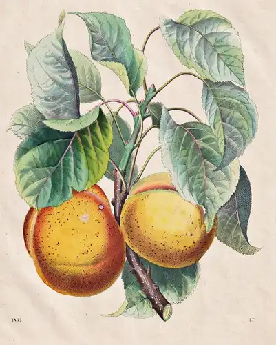 (Aprikose / apricot) - apricot tree apricots Aprikosenbaum Aprikosen / Botanik botanical botany
