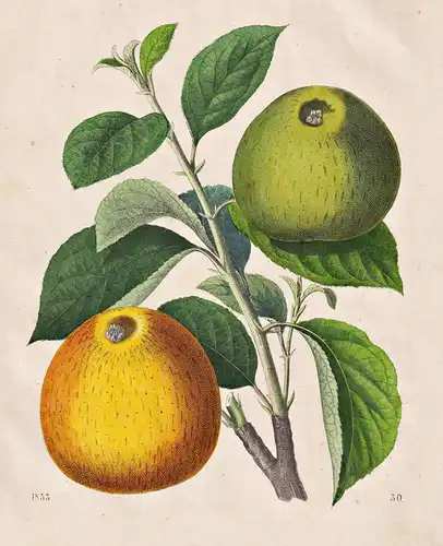 (Renette-Apfel / Reinette apple) - apple tree apples Apfelbaum Apfel / Botanik botanical botany / Obst fruit /