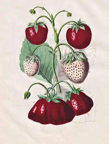(Strawberries / Erdbeeren) - Botanik botanical botany / Obst fruit / berries