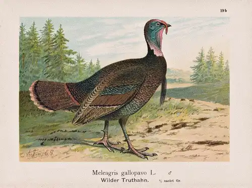 Meleagris gallopavo L. / Wilder Truthahn - Truthuhn turkey / Vögel Vogel birds bird