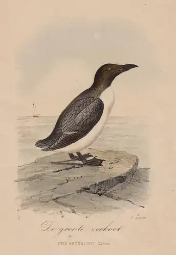 De groote Zeekoet - Trottellumme murre Guillemot / Vögel Vogel birds bird
