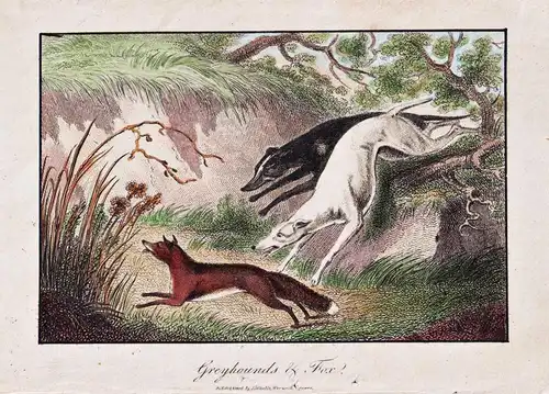 Greyhounds & Fox - Fuchs Fox greyhound Windhund Hunde / Jagd hunting / Zoologie zoology animals Tiere