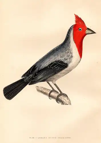 Paroare huppé - Rotschopftangare Red-crested cardinal / South America / Vögel Vogel birds bird oiseaux
