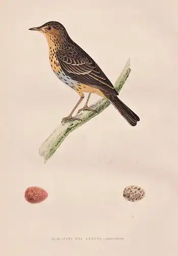 Pipi des Arbres - Anthus arboreus - Baumpieper Tree pipit / Vögel Vogel birds bird oiseaux