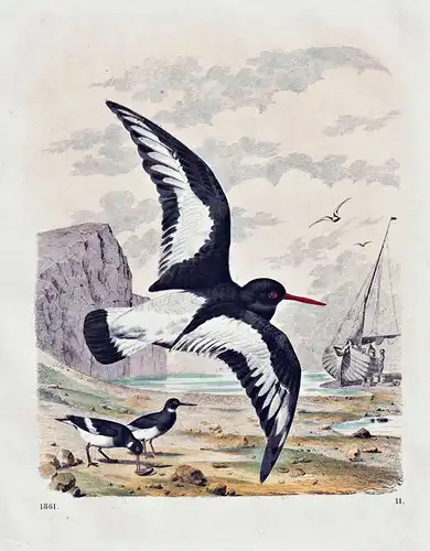 (Oystercatchers) - Austernfischer / Vögel Vogel birds bird oiseaux