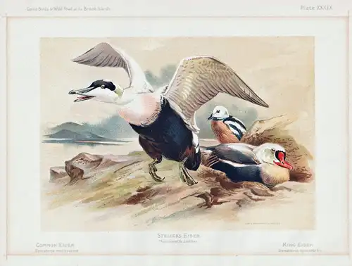 Steller's Eider / Heniconetta stelleri - Eiderente eider Ente duck Enten ducks / Vögel Vogel birds bird