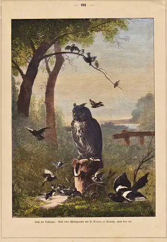 Auch ein Lockvogel - Eule Uhu owl owls Eulen / Vögel birds oiseaux Vogel bird oiseau
