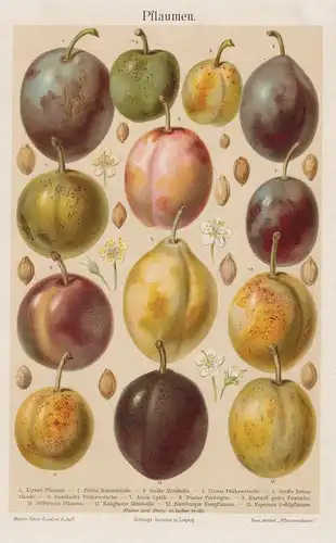 Pflaumen - Pflaumensorten Pflaume plum plums / Botanik botanical botany / Obst fruit / Pomologie