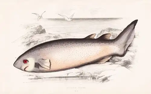 Spinous Shark - Bramble shark Nagelhai Hai / Fisch fish Fische