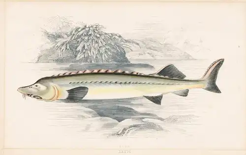 Huso - Hausen Beluga sturgeon / Fisch fish Fische