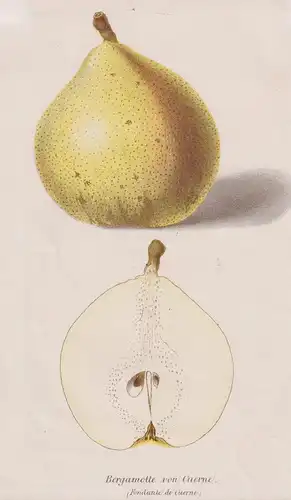 Bergamotte von Cuerne (Fondante de Curne) - pear Birne pear tree Birnenbaum / Botanik botanical botany / Obst