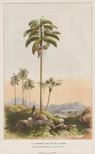 Les Palmiers des Iles-de-la-Sonde - Sunda Islands Indonesia palms Palmen