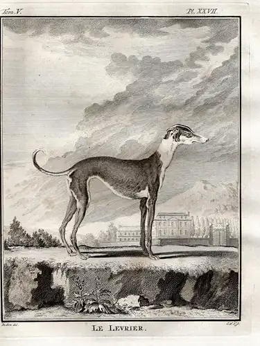 Le Levrier - Windhund levrette greyhound Hund dog chien Hunde dogs / Tiere animals animaux