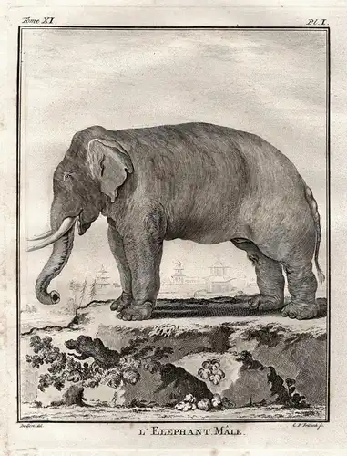 L'Elephant male - elephants male elephant Elefant / Tiere animals animaux