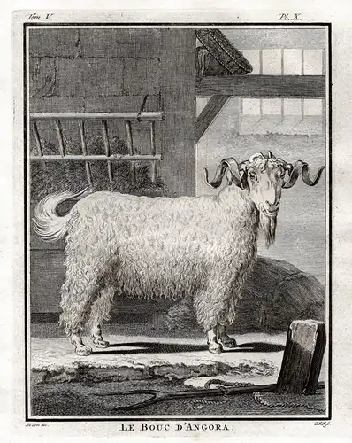 Le Bouc d'Angora - Angoraziege Ziege Widder Angora goat buck chevre / Tiere animals animaux