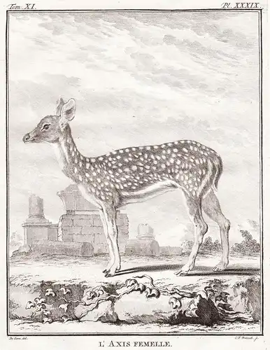 L'Axis femelle - Axis deer Axishirsche Reh / Skelett skeleton / Tiere animals animaux / Jagd hunting