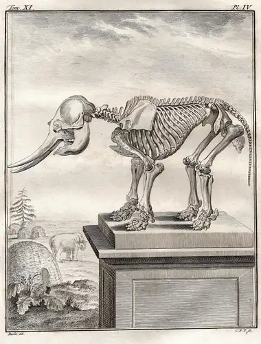 Pl. IV - Elefant elephant female / skeleton Skelett / Tiere animals animaux