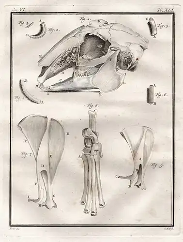 Pl. XLI. - Hare hase Hasen lièvre rabbit lapine / Knochen bones anatomy Anatomie / skull Schädel / Tiere ani