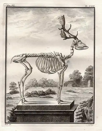 Pl. XXXI - deer Daim Damhirsch Damwild Reh / Skelett skeleton / Jagd hunting / Tiere animals animaux