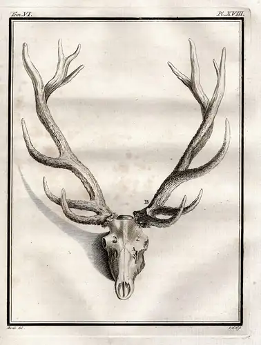 PL. XVIII. - deer Daim Damhirsch Damwild Hirsch Reh cerf / Geweih horns antlers / Jagd hunting / Tiere animals
