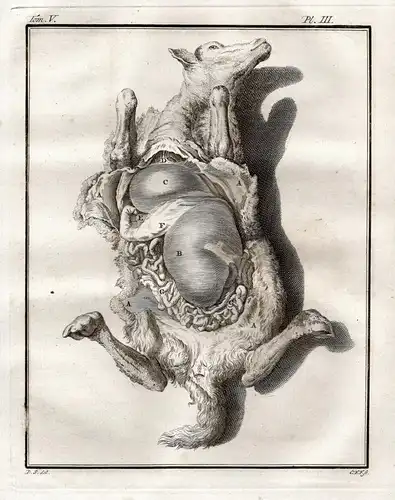 Pl. III. - Schafe sheep / Innereien Gedärme intestines / Tiere animals animaux / Anatomie anatomy