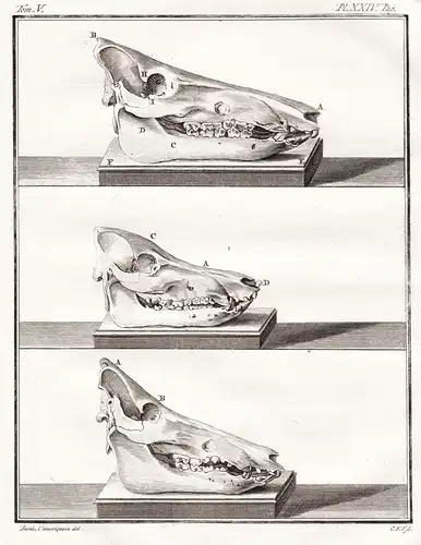 Pl. XXIV - cochon pig Schwein / Kopf head / skull Schädel / Tiere animals animaux