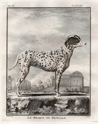 Le Braque de Bengale -  Pointer Hund Dalmatiner dog Chien Haushund / Tiere animals animaux