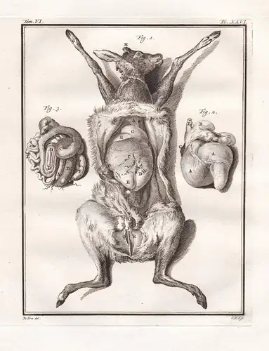 Pl. XXVI - Reh deer Chevreuil / Innereien intestines organs Organe anatomy / Tiere animals animaux