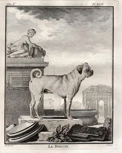 Le Doguin -  Bordeauxdogge Dogue de Bordeaux Dogge Dane Hund dog Chien Haushund / Tiere animals animaux