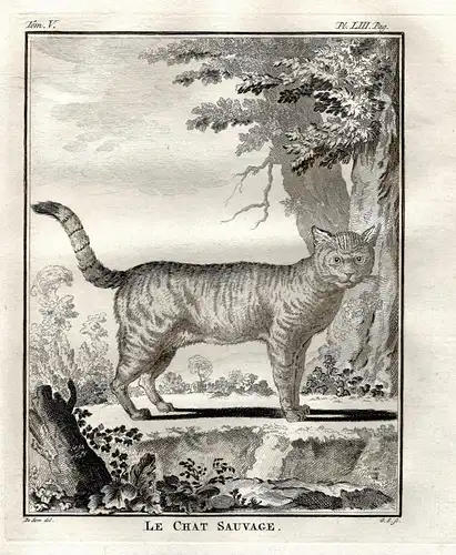 Le Chat Sauvage -  Katze Wildkatze wildcat cat Waldkatze / Tiere animals animaux