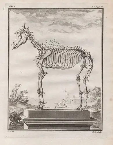 Pl. X - Pferd horse Cheval / Skelett skeleton / Tiere animals animaux