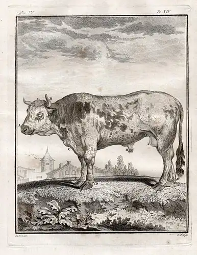 Pl. XIV - Stier bull Kuh cow Rind cattle Bos taurus / Tiere animals animaux