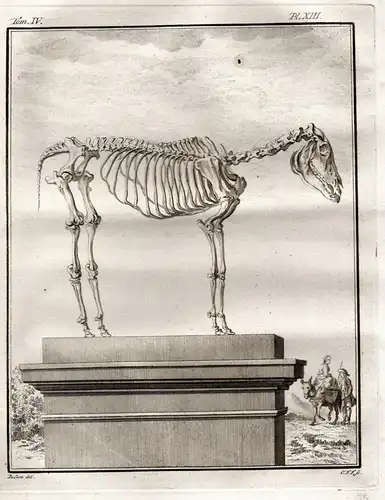 Pl. XIII - Esel Hausesel donkey ane / Skelett skeleton / Tiere animals animaux