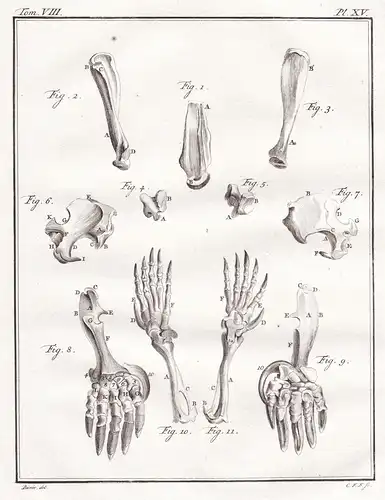 Pl. XV - Maulwurf mole / Skelett skeleton / Tiere animals animaux