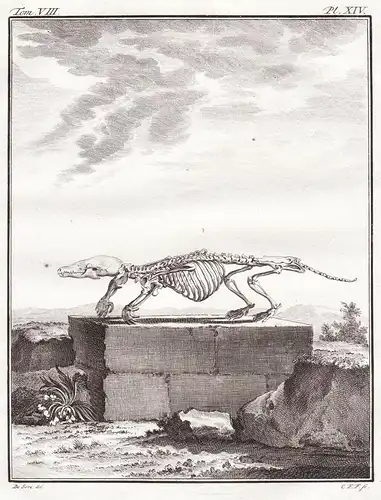 Pl. XIV - Maulwurf mole / Skelett skeleton / Tiere animals animaux
