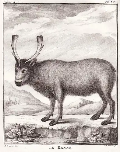 Le Renne - Reindeer caribou Ren Rentier Rentiere Renntier Renne / Tiere animals animaux