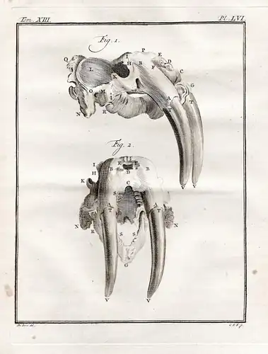 Pl. LVI - morse Walross walrus / Zähne teeth / Tiere animals animaux