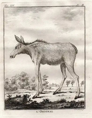 L'Orignal - Elch Moose elk Alces alces Élan Orignal / Tiere animals animaux