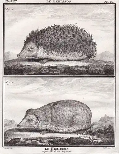 Le Herisson - hedgehog Igel / Tiere animals animaux