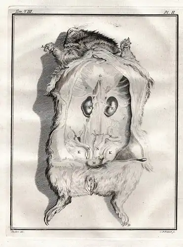 Pl. II. - Meerschweinchen Guinea pig cavy Cobaye / anatomy Anatomie Innereien organs Organe / Tiere animals an