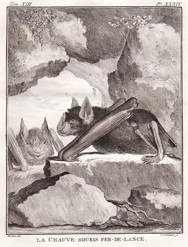 La Chauve-Souris fer de Lance - Schwertnase sword-nosed bat Fledermaus / Tiere animals