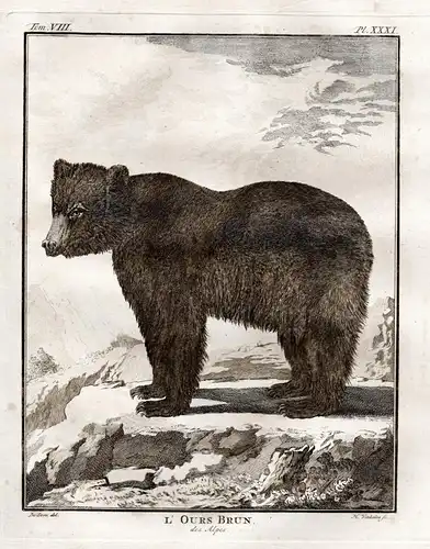 L'Ours Brun des Alpes - brown bear Braunbär Bär ours / Tiere animals animaux