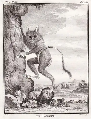 Le Tarsier - Koboldmakis Tarsier / primates Primate / Tiere animals animaux