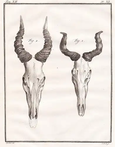 Pl. XL - Bubale Antilope horns Hörner / Jagd hunting / Tiere animals animaux