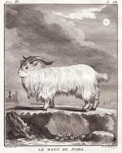 Le Bouc de Juida - Ziege Goat goats Angoraziege Angora / Tiere animals animaux