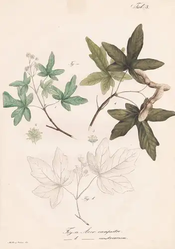 Acer campestre - Ahorn Feldahorn field maple Baum tree Botanik botany / Pflanze plant