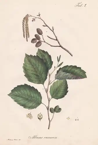 Alnus incana - Erle Grau-Erle grey alder / Baum tree Botanik botany / Pflanze plant