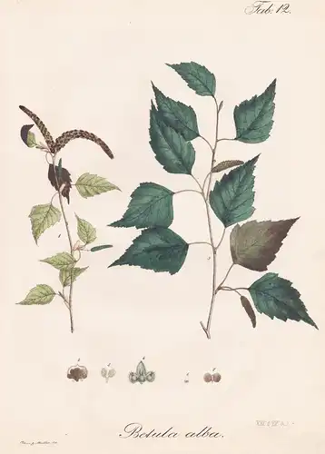 Betula alba - Birke birch / Botanik botany / Pflanze plant
